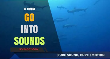 Do Sharks Enter Coastal Sounds? Exploring Their Behavior and Habitat