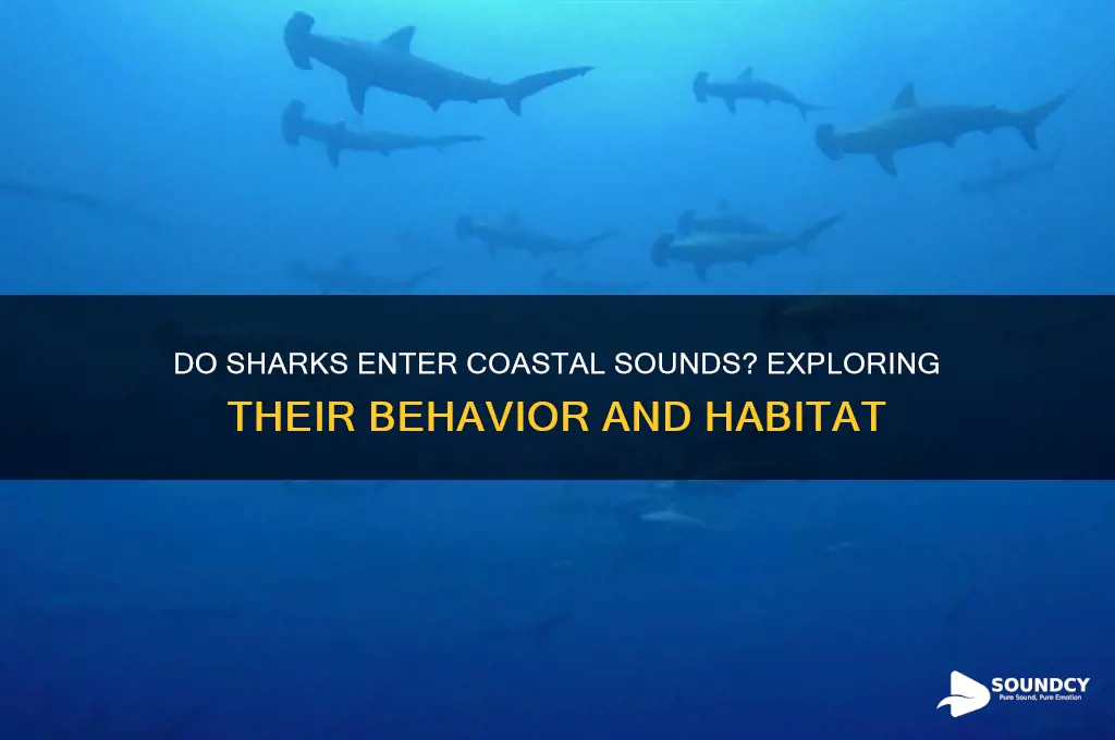 do sharks go into sounds
