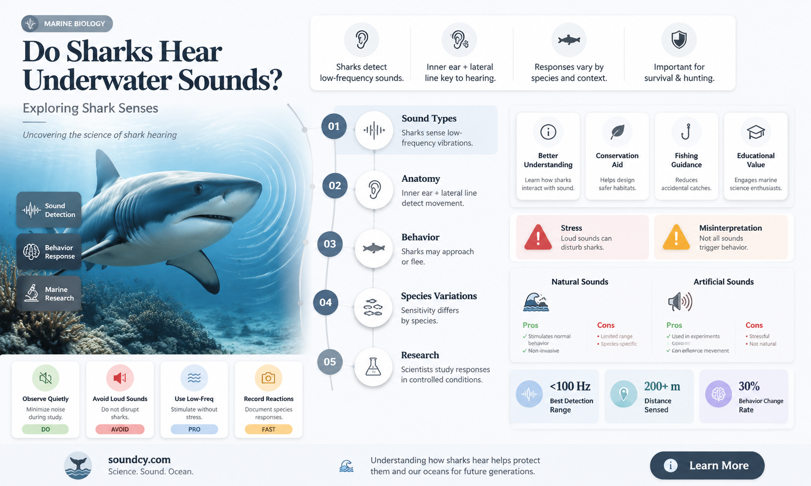 are sharks attracted to sound
