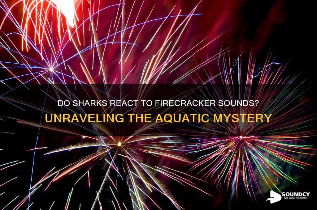 do sharks like firecracker sounds