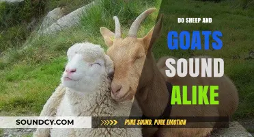 Sheep and Goats: Do They Sound Similar?