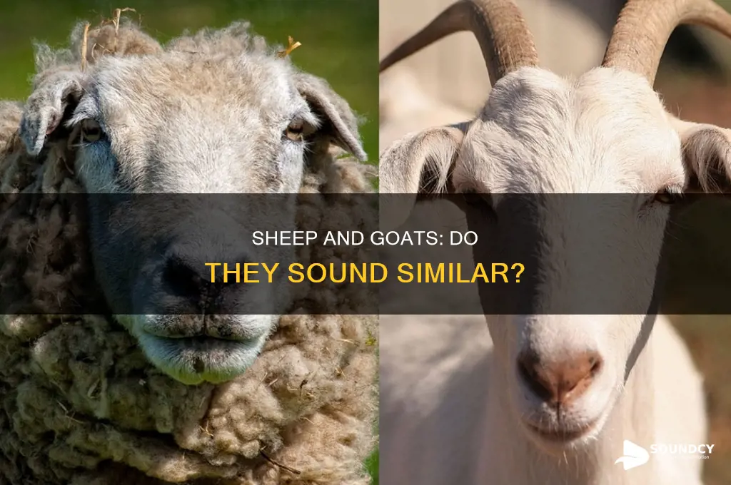 do sheep and goats sound alike