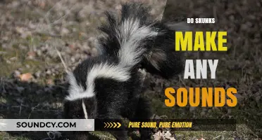 Unveiling the Vocal World: Do Skunks Make Any Sounds?