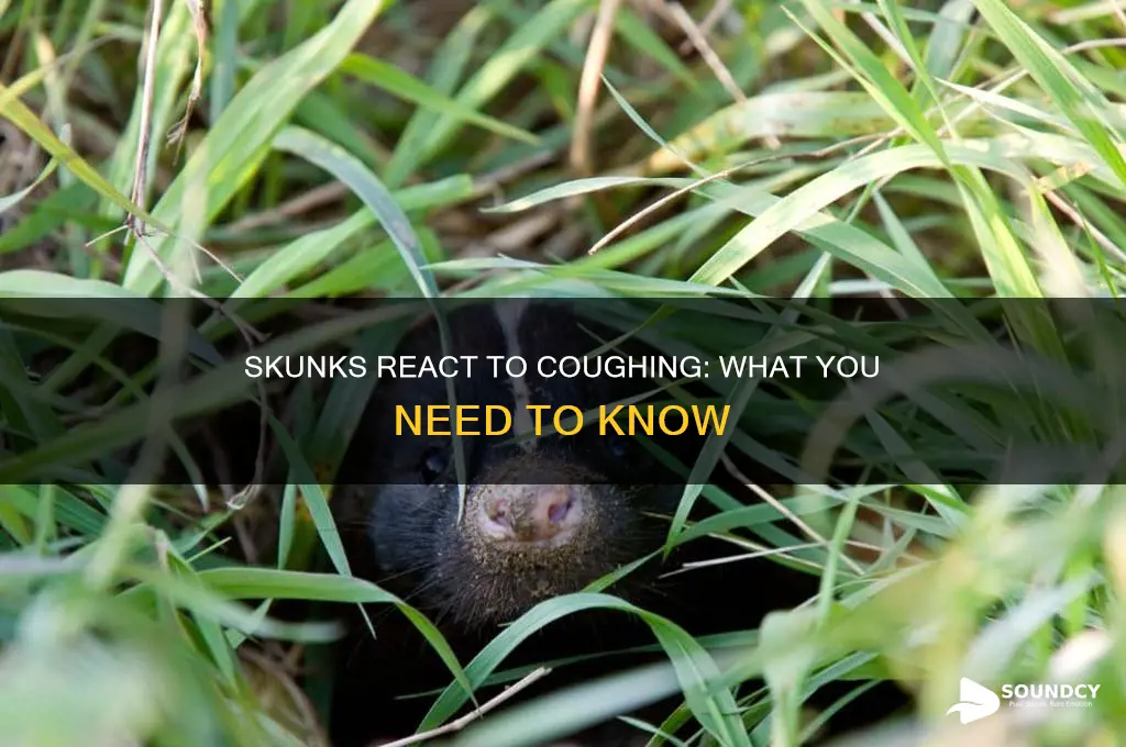 do skunks react to coughing sound