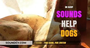 Can Sleep Sounds Soothe Your Dog? Exploring the Benefits and Science