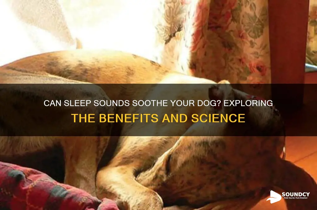 do sleep sounds help dogs