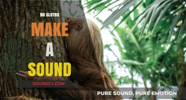 Unveiling the Mystery: Do Sloths Make Sounds in the Wild?