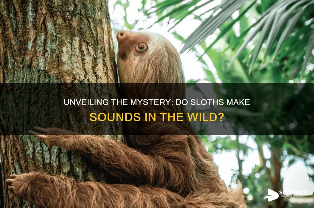 do sloths make a sound