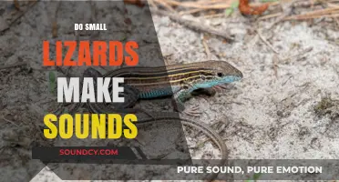 Can Tiny Lizards Vocalize? Exploring Small Lizards' Noisy Abilities