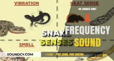 Snake Sounds: Can We Hear Them?