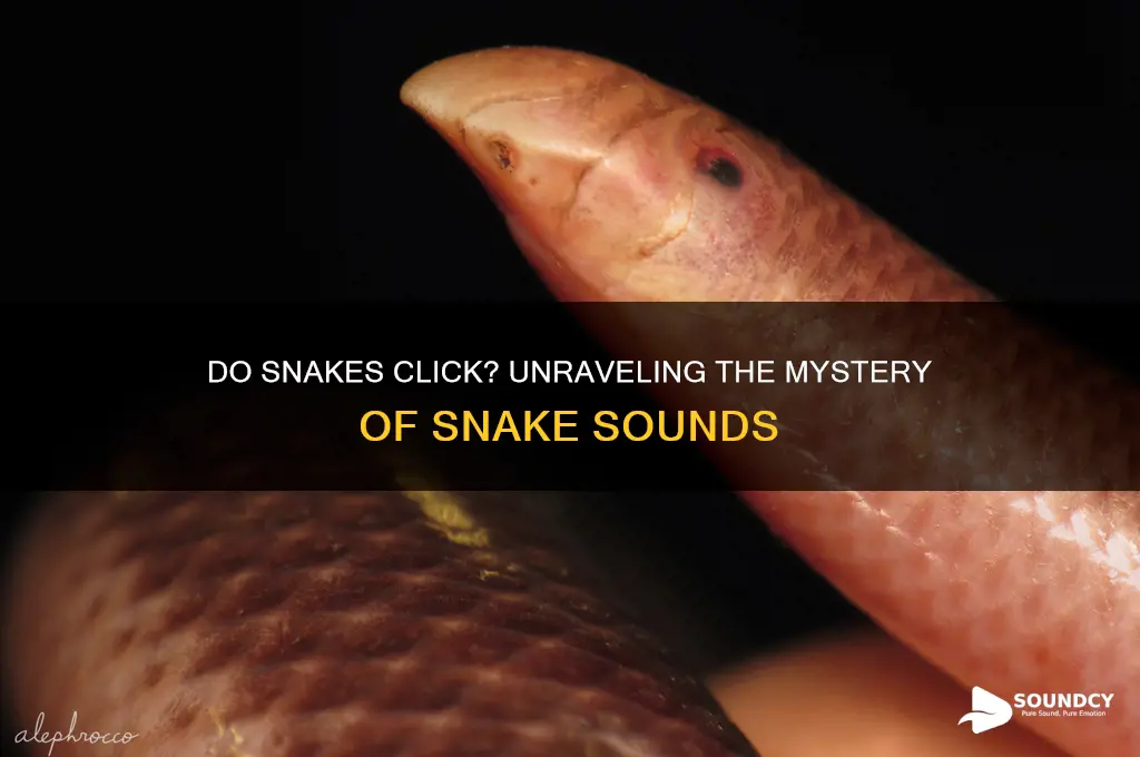 do snakes make clicking sounds