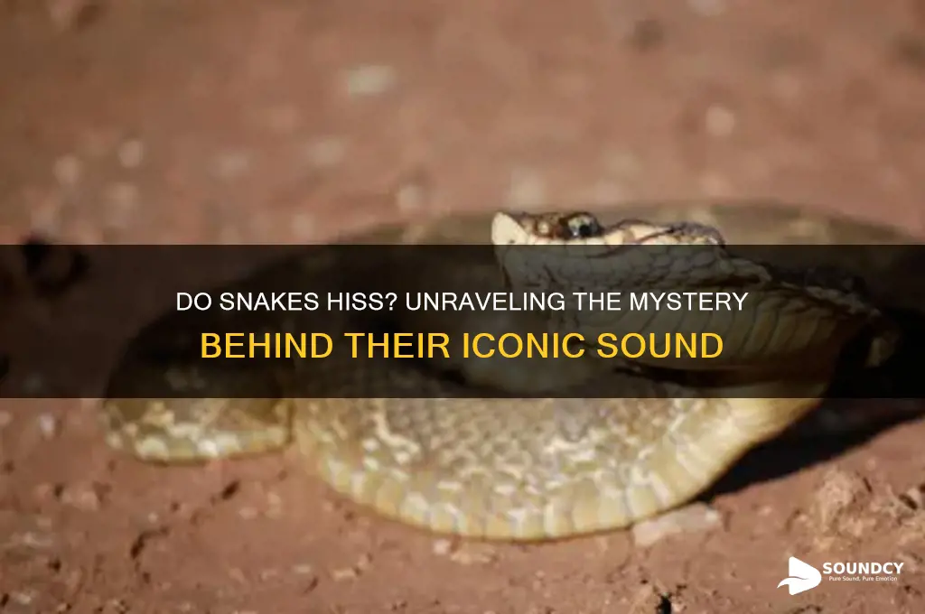 do snakes make hissing sound