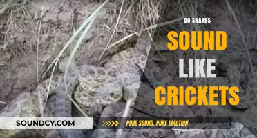 Do Snakes Chirp Like Crickets? Unraveling Reptilian Sounds and Myths
