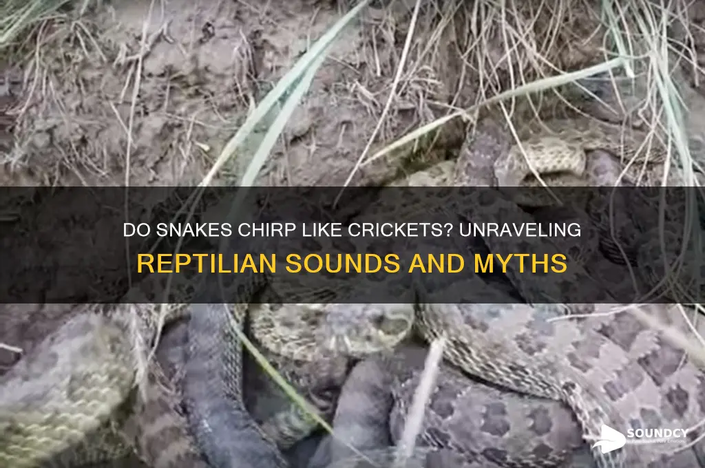 do snakes sound like crickets
