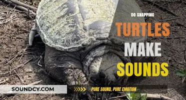 Unveiling the Mystery: Do Snapping Turtles Produce Vocal Sounds?