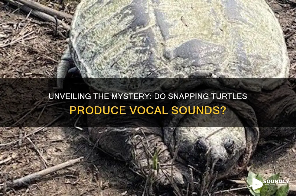 do snapping turtles make sounds
