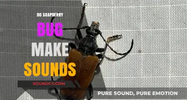 Do Soapberry Bugs Make Sounds? Uncovering Their Acoustic Abilities