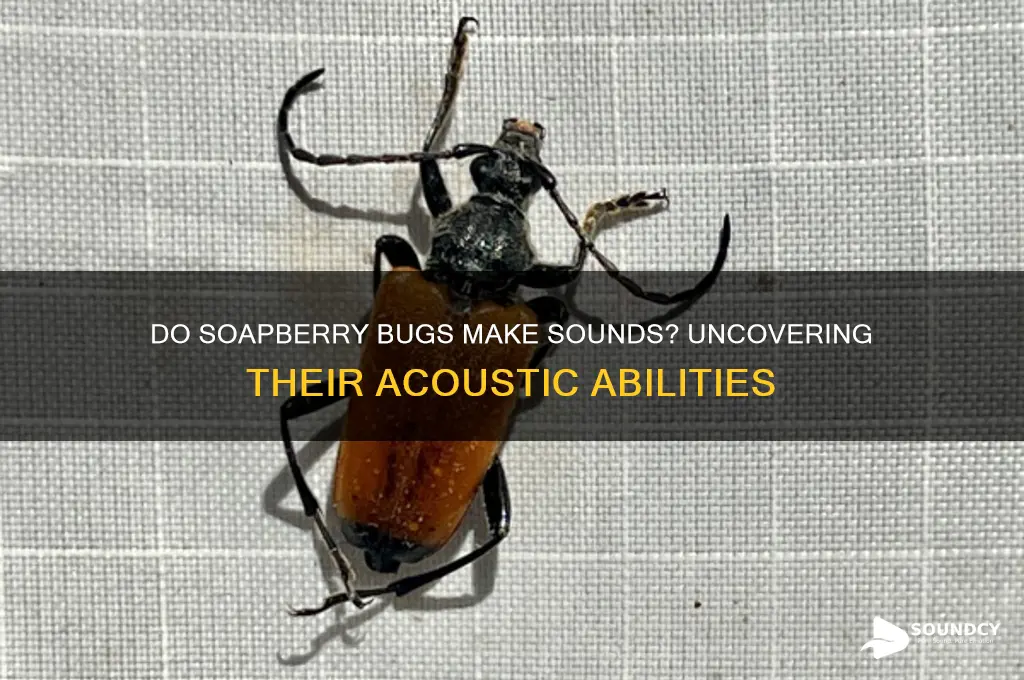 do soapberry bug make sounds