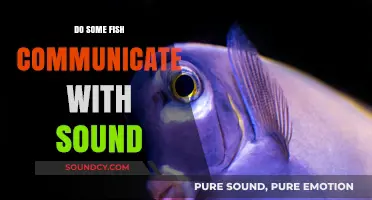 How Sound Helps Fish Communicate