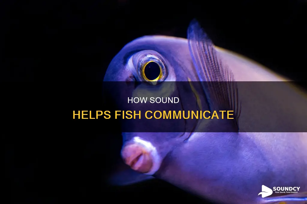 do some fish communicate with sound