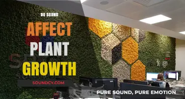 Can Sound Waves Influence Plant Growth? Exploring the Science Behind It