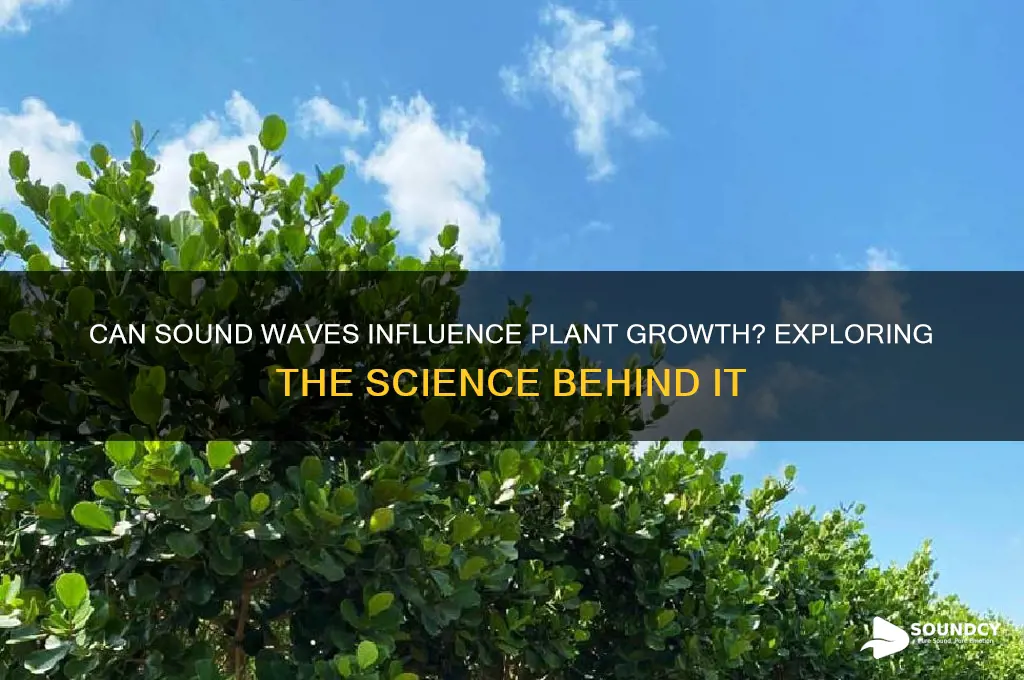 do sound affect plant growth