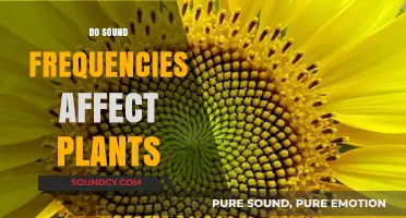 Can Sound Frequencies Influence Plant Growth and Health?