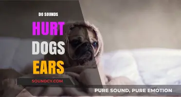 Can Loud Noises Harm Dogs? Protecting Your Pet's Sensitive Hearing