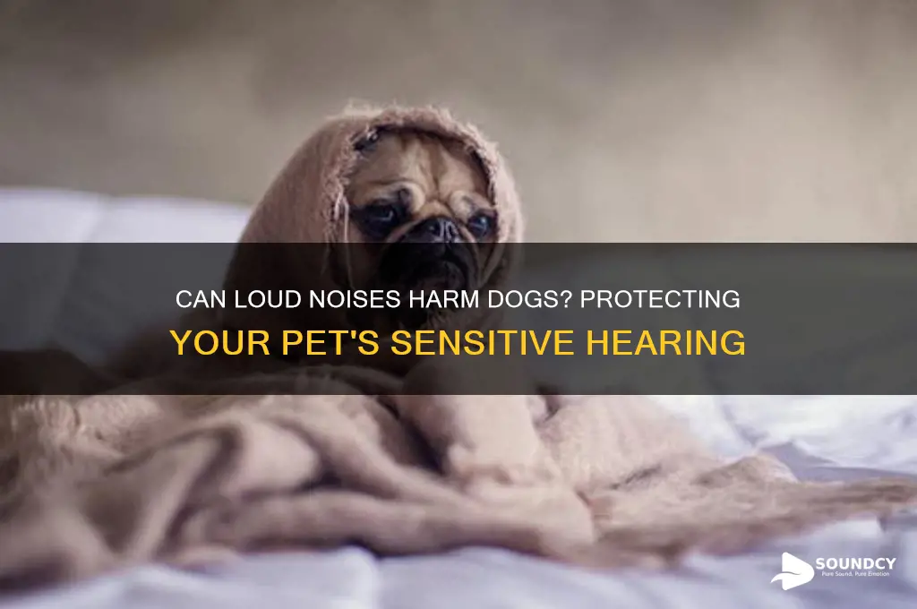 do sounds hurt dogs ears
