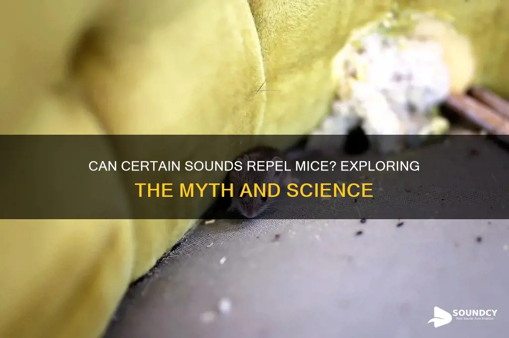 do sounds keep mice away