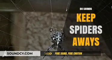 Can Sounds Deter Spiders? Exploring the Myth and Science Behind It