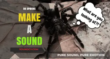 Do Spiders Make Noise? Unveiling the Silent World of Arachnids