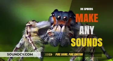 Do Spiders Make Sounds? Unveiling the Silent World of Arachnids