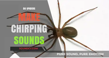 Do Spiders Chirp? Uncovering the Truth Behind Spider Sounds