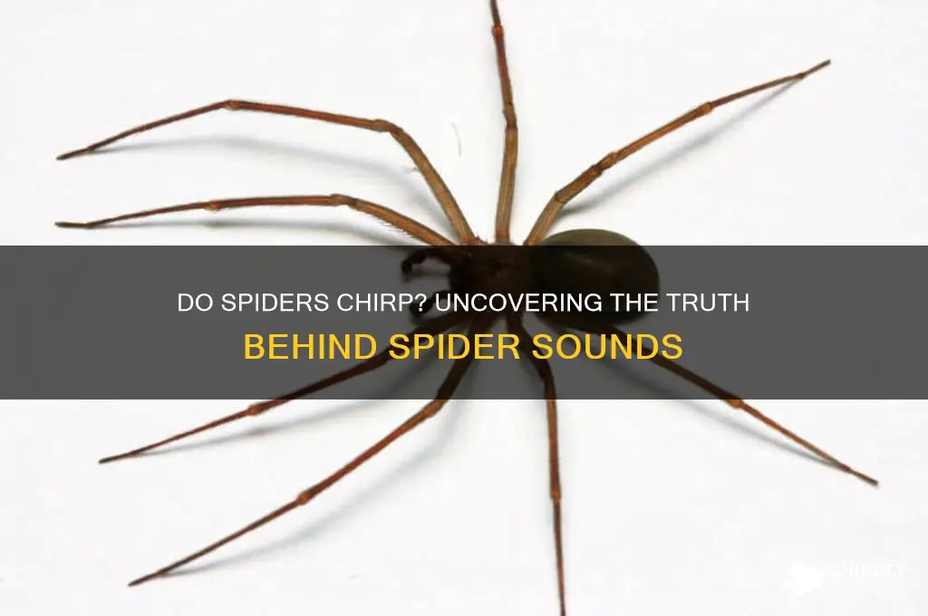 do spiders make chirping sounds