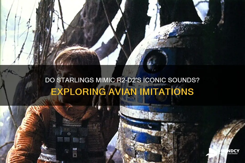 do starlings sound like r2d2