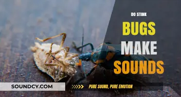 Do Stink Bugs Make Sounds? Uncovering Their Noisy Secrets