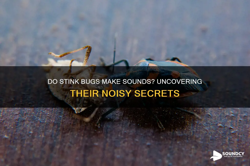 do stink bugs make sounds