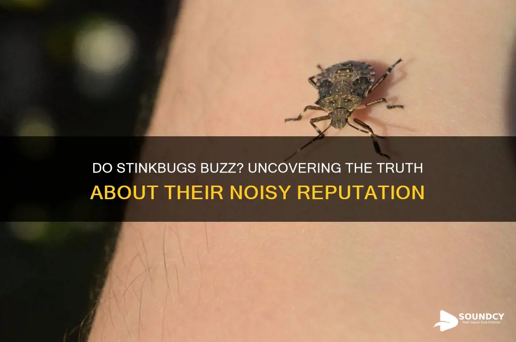 do stinkbugs make buzzing sound