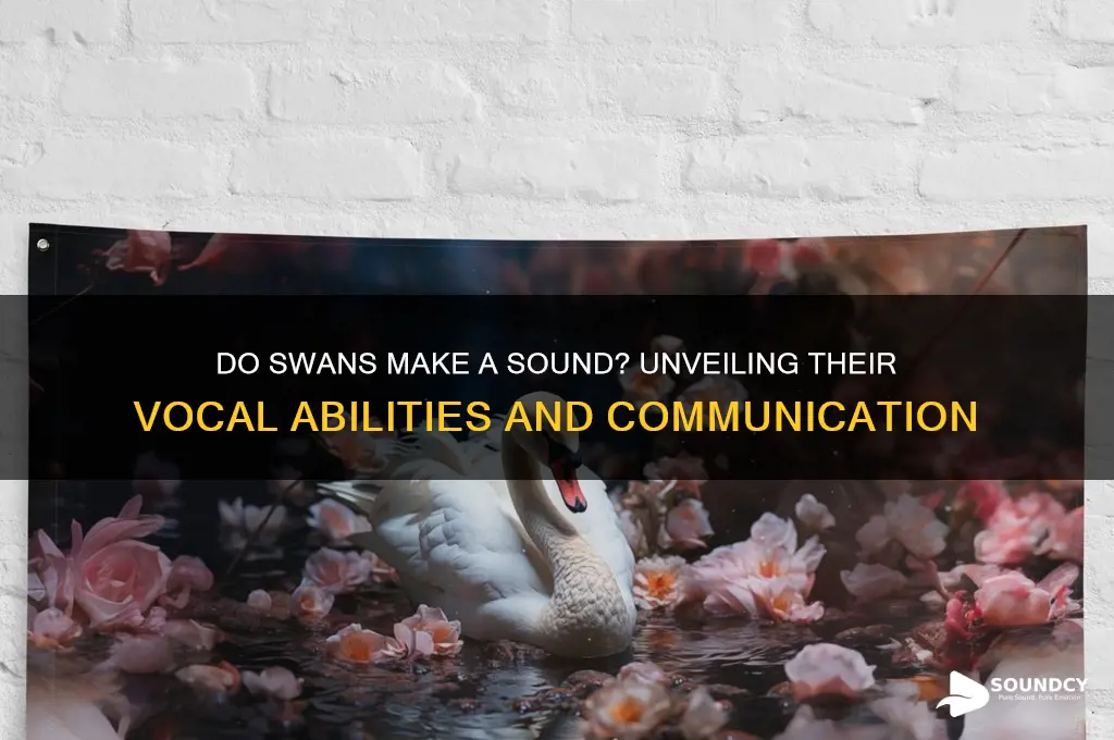 do swans make a sound