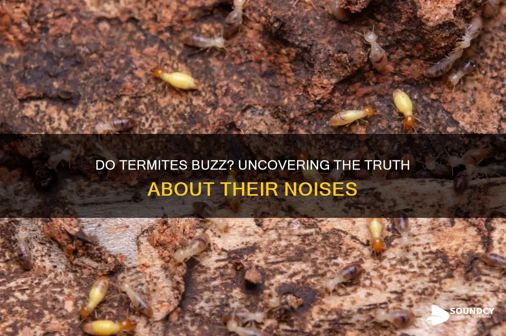 do termites make buzzing sound