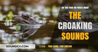Toads vs. Frogs: Which Amphibian Croaks the Loudest?