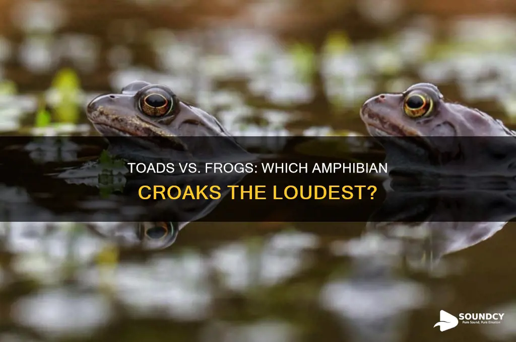 do the toed or frogs make the croaking sounds