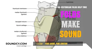 How Vestibular Folds Assist True Vocal Folds in Sound Production