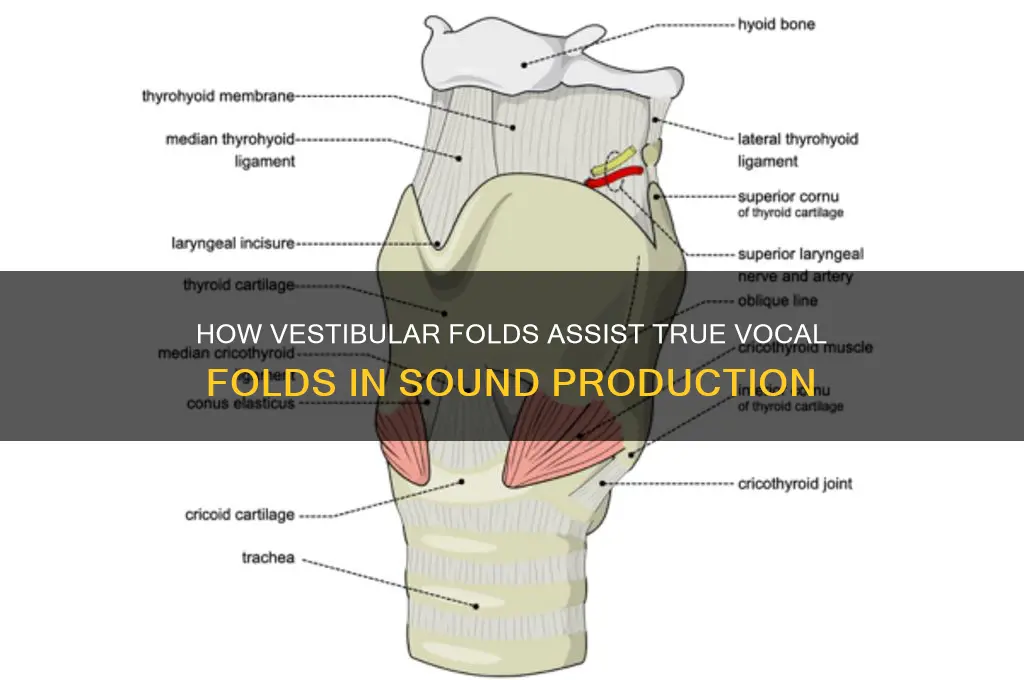 do the vestibular folds help true folds make sound