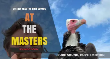 Are Masters Bird Sounds Real or Artificially Enhanced?