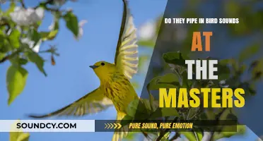 Do They Pipe in Bird Sounds at the Masters? Uncovering Augusta's Secrets
