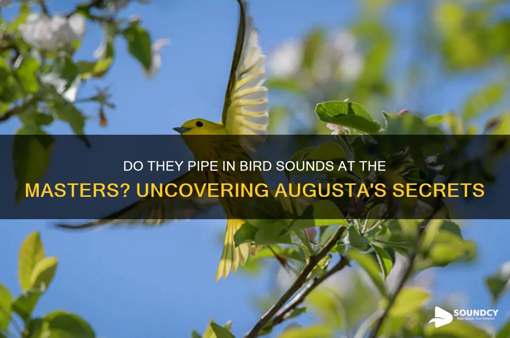 do they pipe in bird sounds at the masters