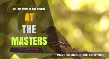 Do They Pump in Bird Sounds at The Masters? Uncovering Augusta's Secrets