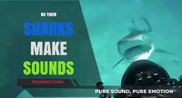 Do Tiger Sharks Make Sounds? Unveiling the Mysteries of Their Communication